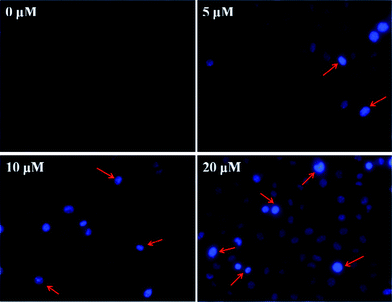 image file: c4ra16755d-f10.tif