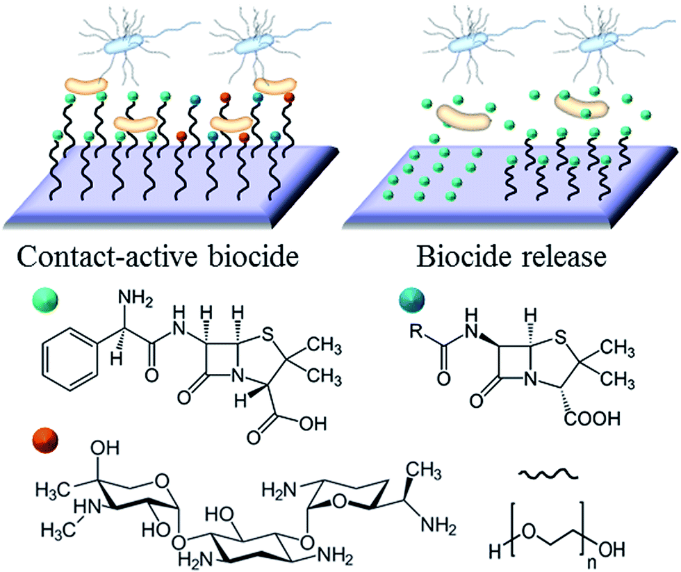 Antibacterial activity and antibiotic-modifying action of