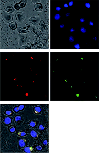 image file: c5ra00059a-f7.tif