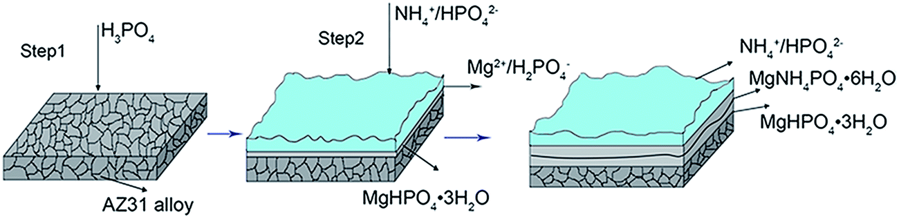 A simple method for the preparation of magnesium phosphate conversion  coatings on a AZ31 magnesium alloy with improved corrosion resistance - RSC  Advances (RSC Publishing) DOI:10.1039/C5RA00329F