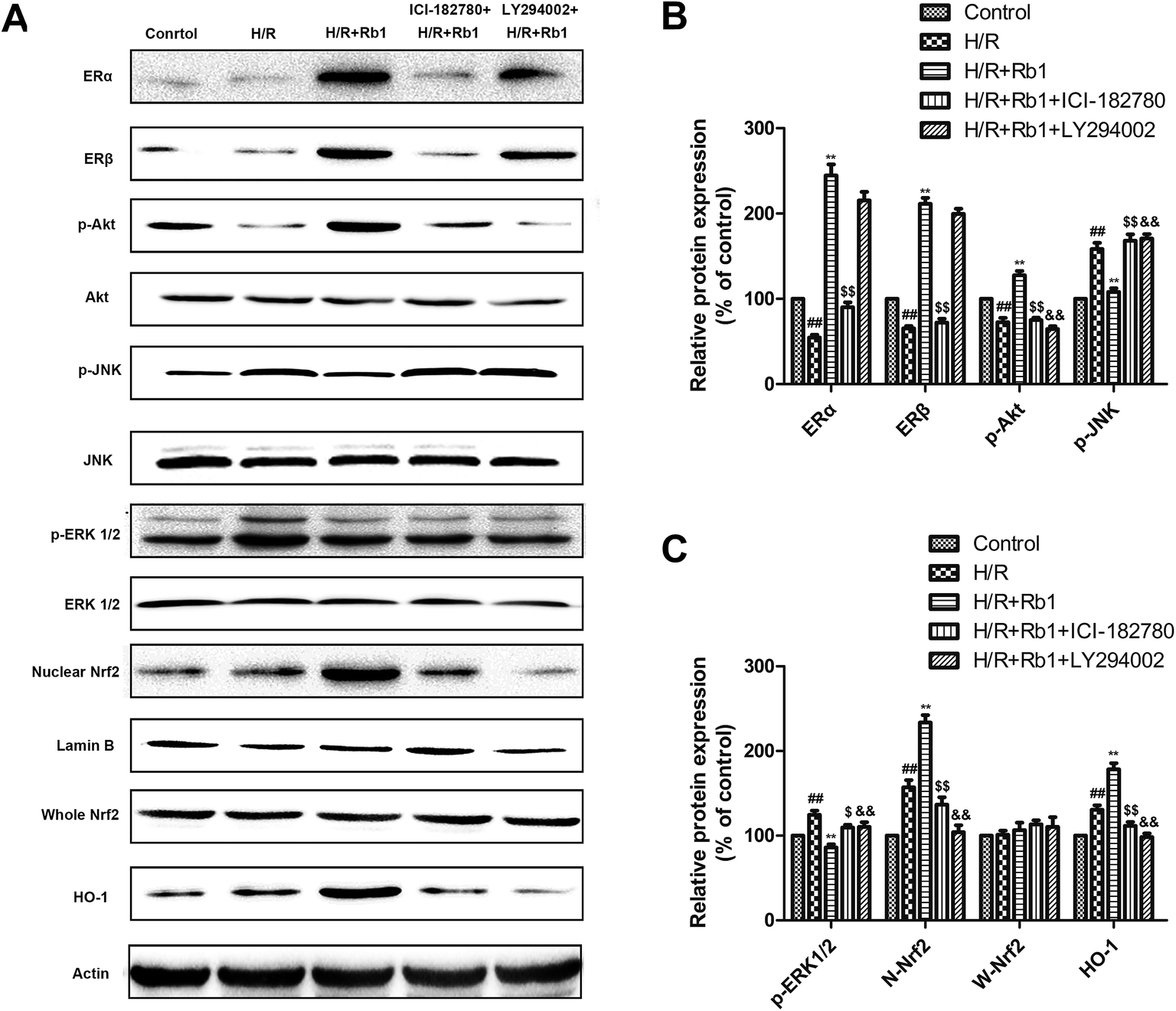 Ginsenoside Rb1 prevents hypoxia-reoxygenation-induced