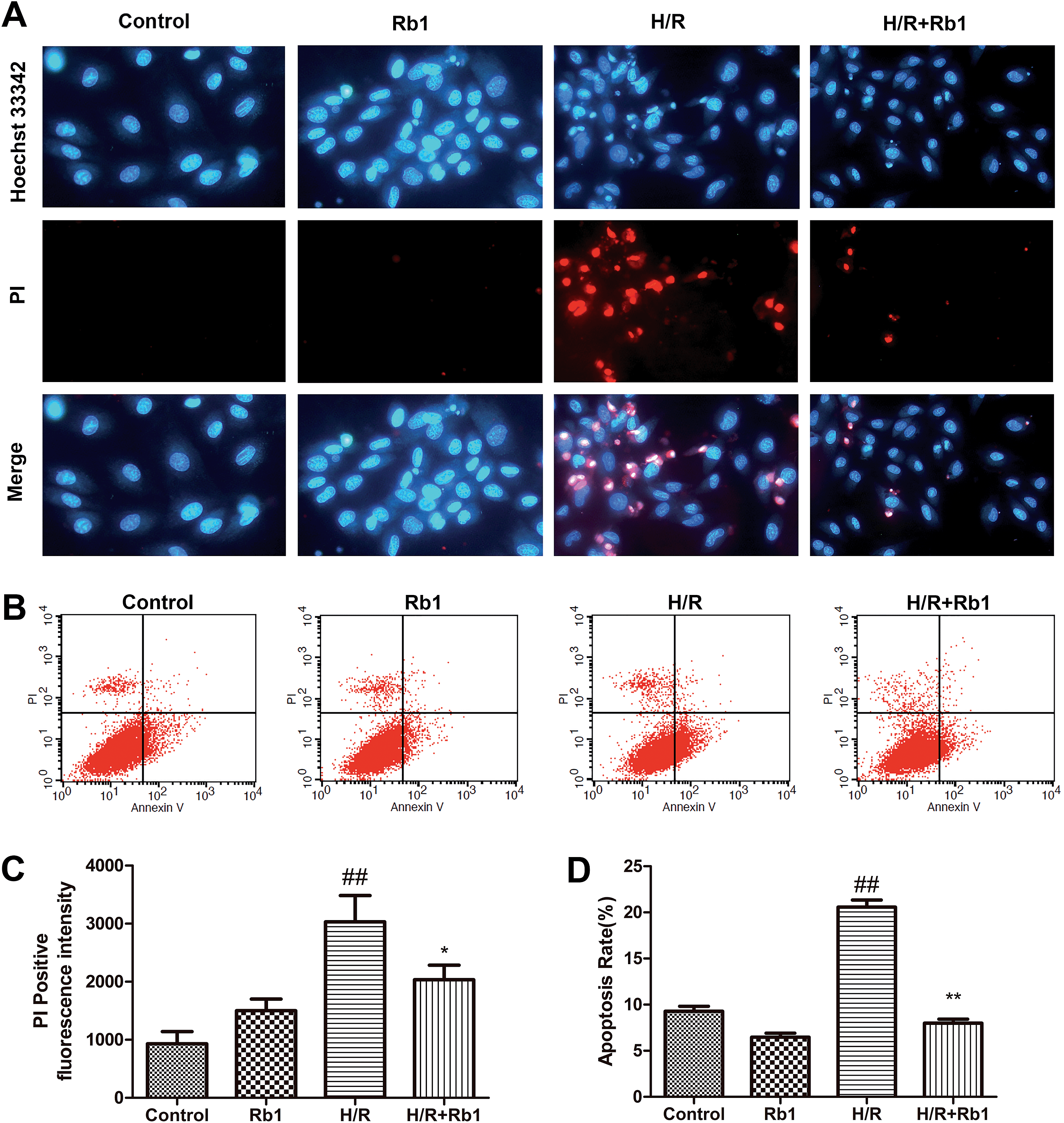 Ginsenoside Rb1 prevents hypoxia-reoxygenation-induced apoptosis 