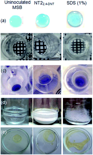 image file: c5ra02450a-f5.tif