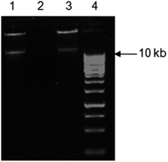 image file: c5ra02450a-f7.tif