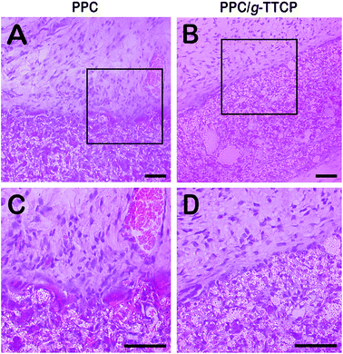 image file: c5ra04442a-f7.tif
