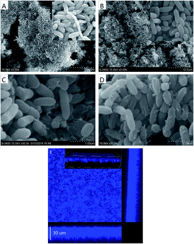 image file: c5ra06211j-f8.tif