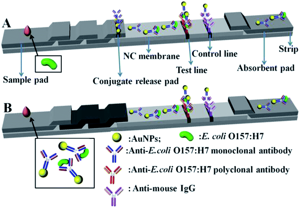 A Remarkable Sensitivity Enhancement In A Gold Nanoparticle Based Lateral Flow Immunoassay For