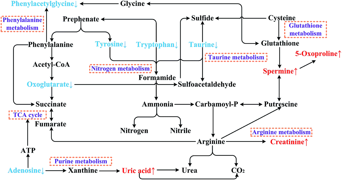 Integrative investigation of Semen Strychni nephrotoxicity and the ...