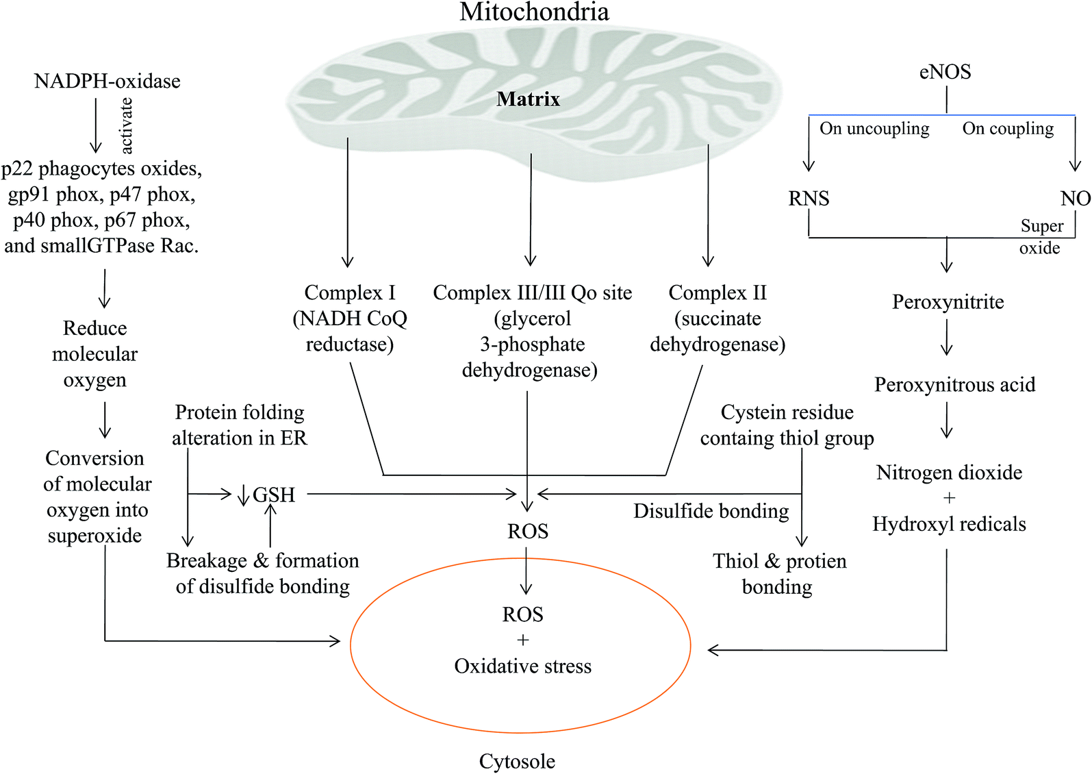 Reactive oxygen species: friend or foe? - RSC Advances (RSC Reactive oxygen species: friend or foe? - RSC Advances (RSC