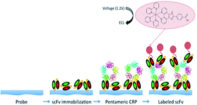 image file: c5ra08450d-s1.tif