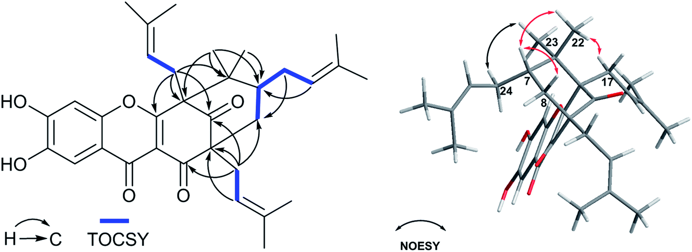 Prenylated benzoylphloroglucinols and biphenyl derivatives Prenylated benzoylphloroglucinols and biphenyl derivatives
