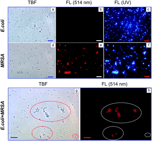 image file: c5ra11713e-f6.tif
