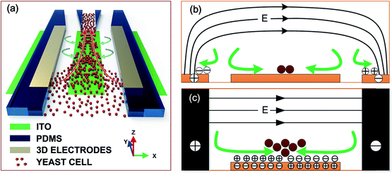 image file: c5ra14854e-f1.tif