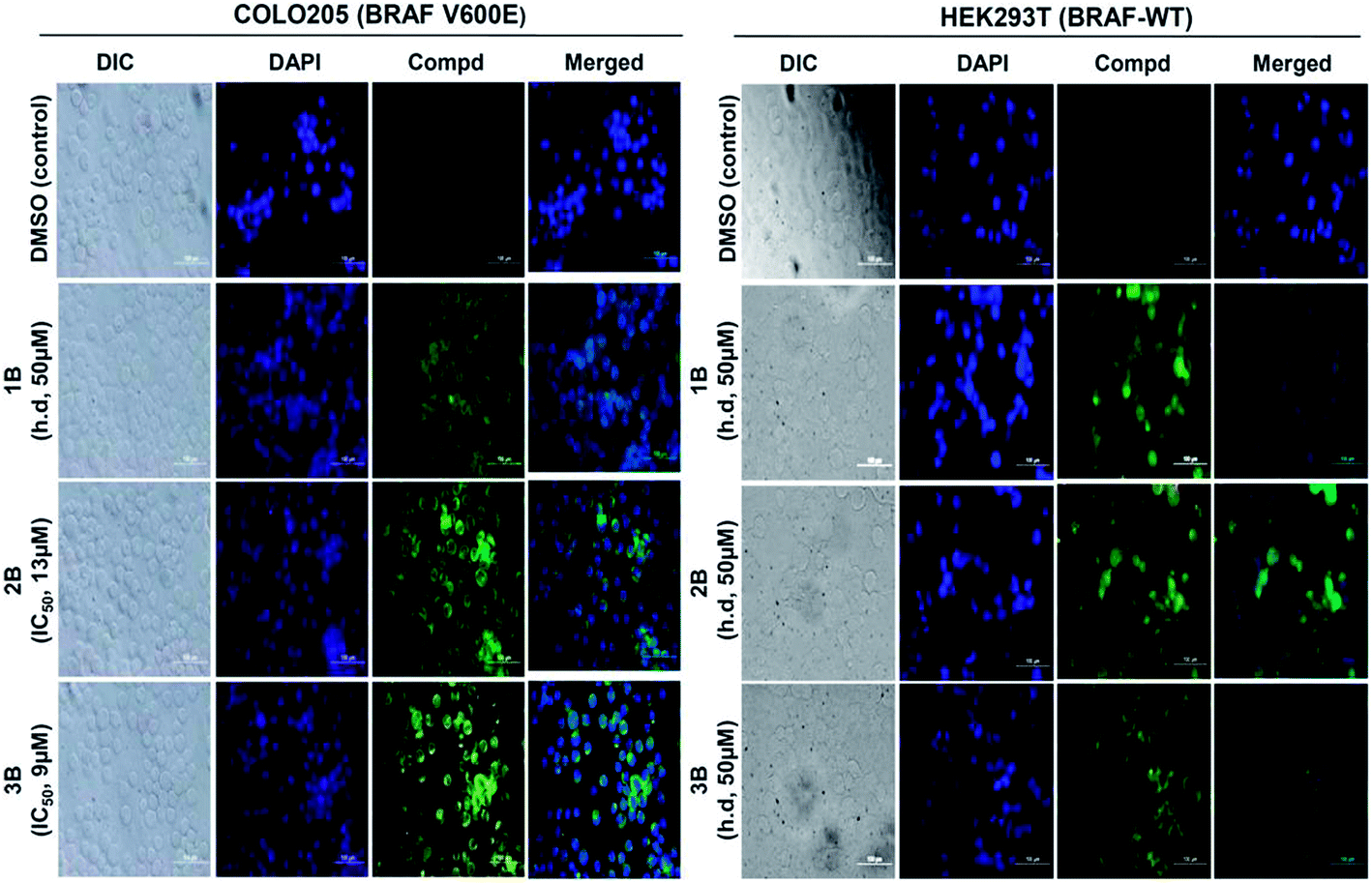 Targeting a chemorefractory COLO205 (BRAF V600E) cell line using 