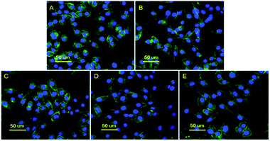 image file: c5ra16414a-f9.tif