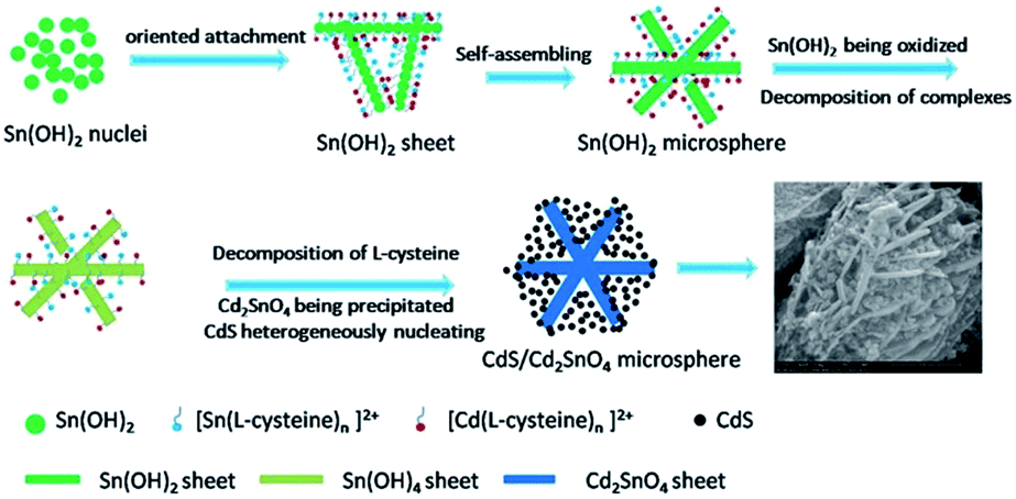 Hierarchical microspheres: in situ assembly of CdS quantum