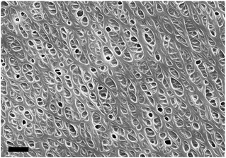 image file: c5ra17991b-f6.tif