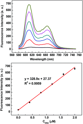 A) Fluorescence intensity of NMM at 608 nm in the presence of distinct