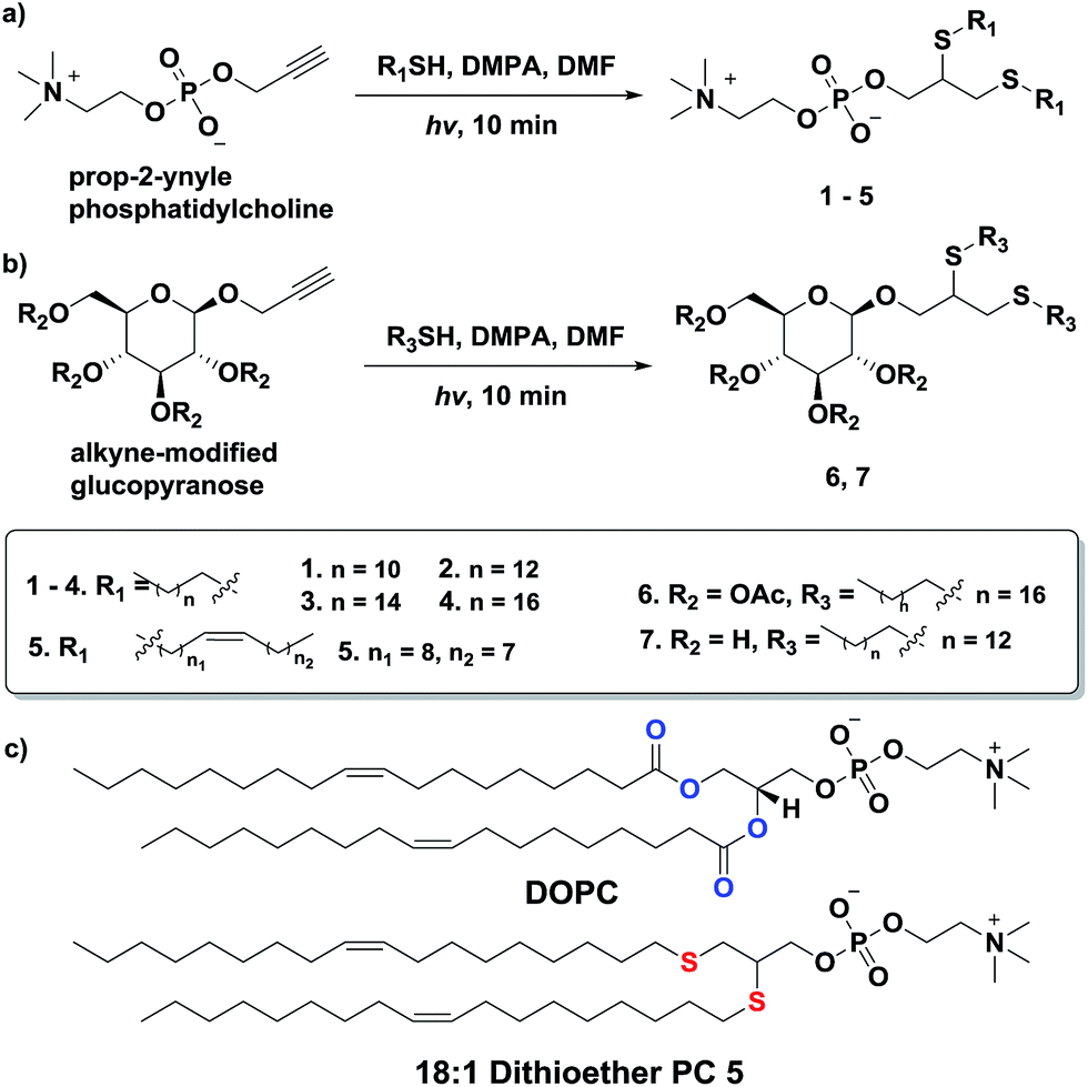 Rapid Access To Phospholipid Analogs Using Thiol Yne Chemistry