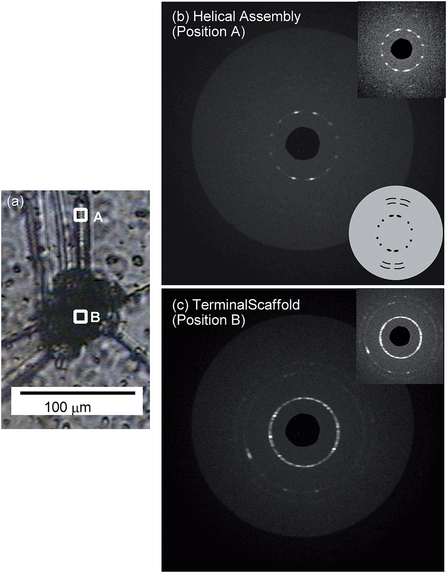 Structure and growth behavior of centimeter-sized helical oleate assemblies  formed with assistance of medium-length carboxylic acids - Soft Matter (RSC  Publishing) DOI:10.1039/C5SM00370A