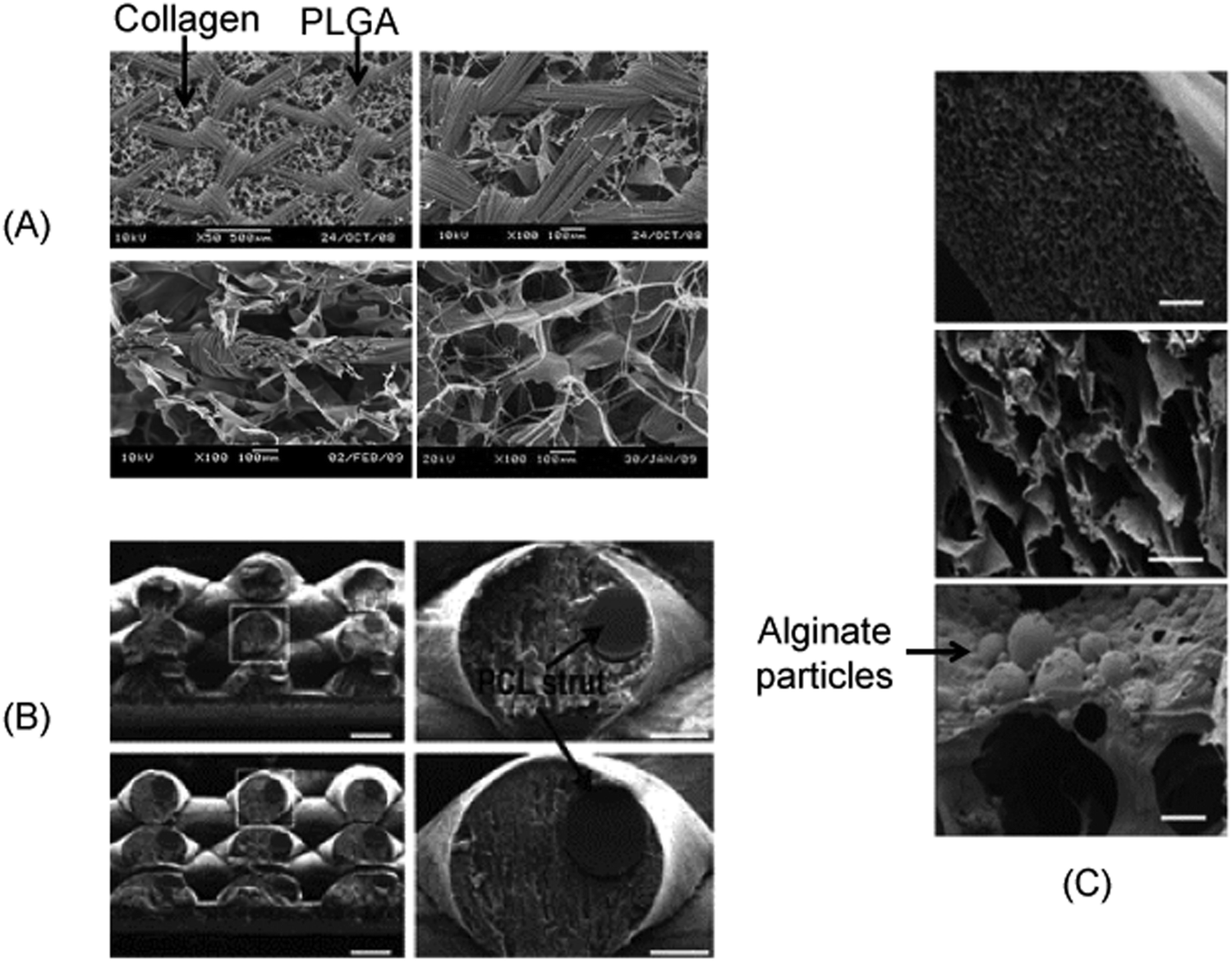 Biomaterials for in situ tissue regeneration: development and 