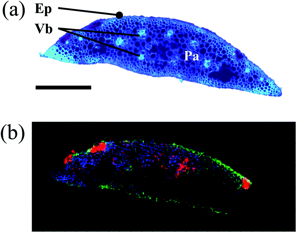 High Resolution Mass Spectrometry Imaging Of Plant Tissues Towards A Plant Metabolite Atlas 