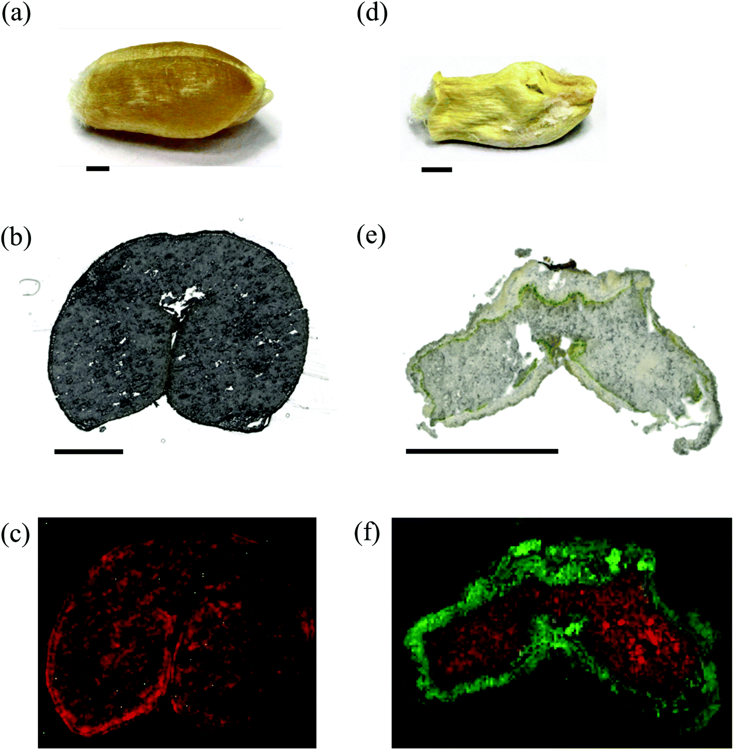 High Resolution Mass Spectrometry Imaging Of Plant Tissues Towards A Plant Metabolite Atlas 