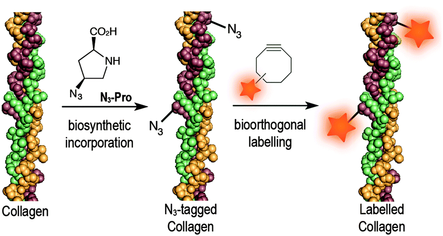 Collagen labelling with an azide-proline chemical reporter in live cells - Chemical ...