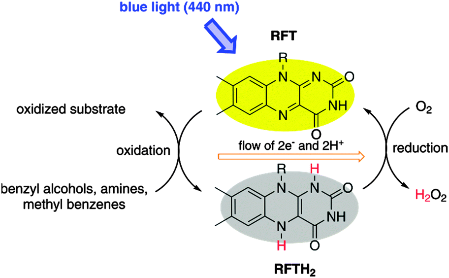Photocatalytic benzylic CH bond oxidation with a flavin scandium