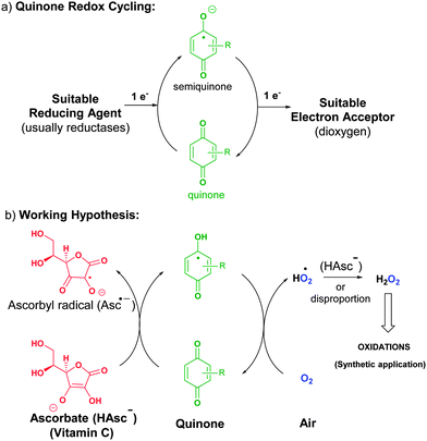 Oxidation with air by ascorbate-driven quinone redox cycling - Chemical ...