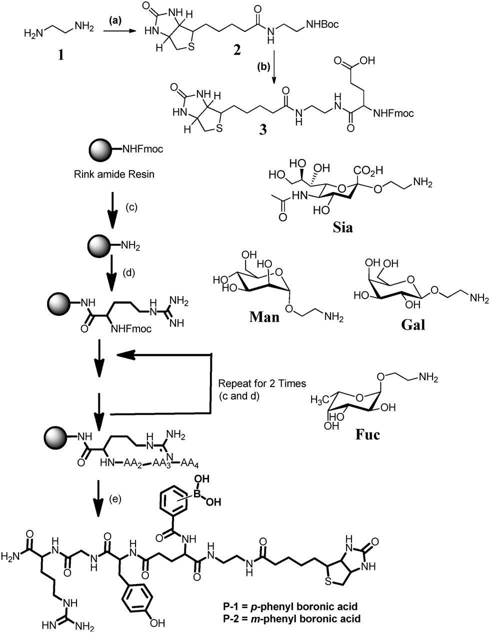 A rationally designed peptidomimetic biosensor for sialic acid on cell ...