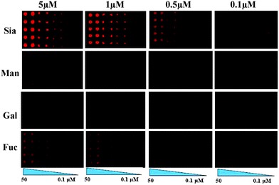 A rationally designed peptidomimetic biosensor for sialic acid on cell surfaces - Chemical ...