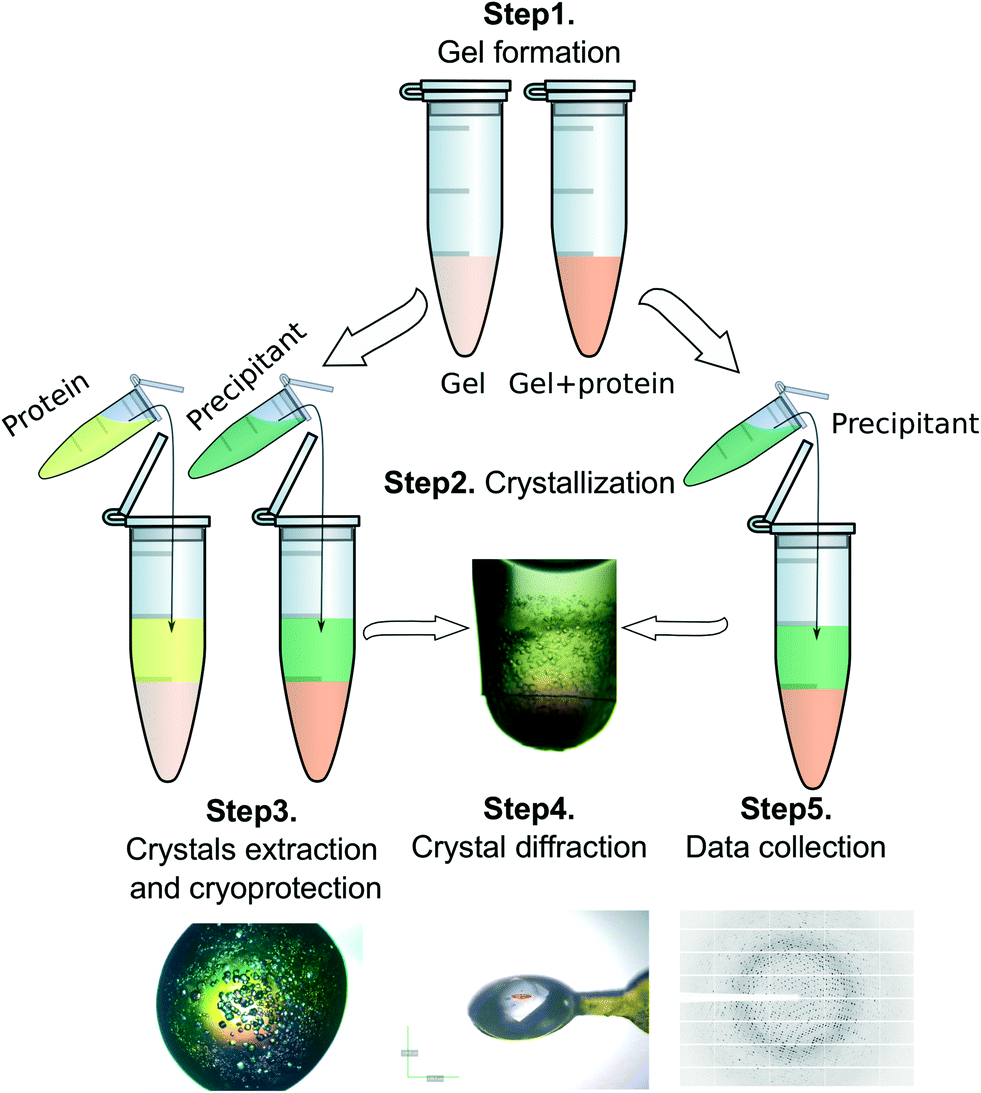 Protein Crystallization Process