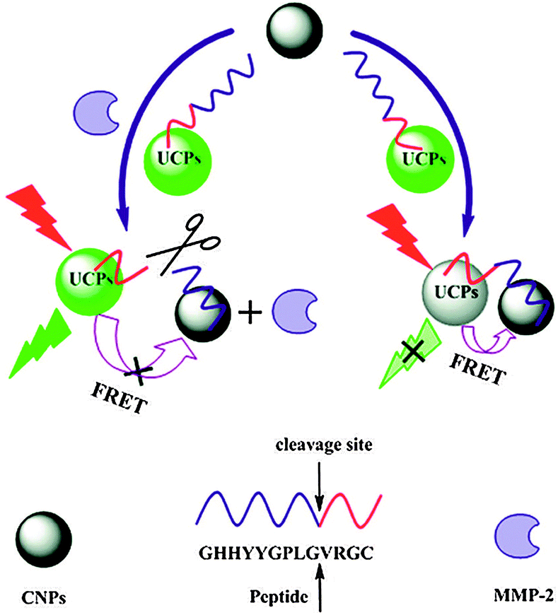 Surface Modification And Characterization Of Photon-upconverting ...