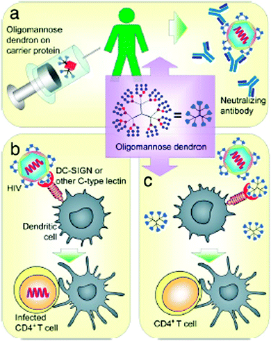 Dendritic glycopolymers based on dendritic polyamine scaffolds: view on ...