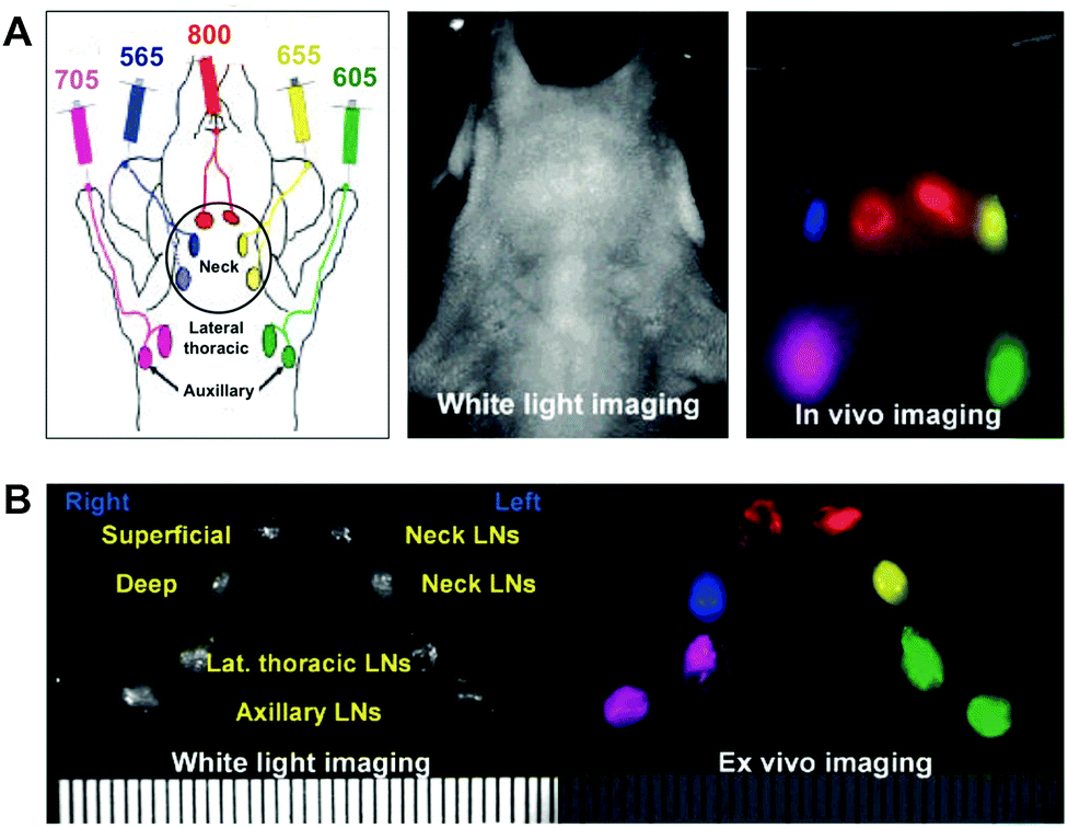 Quantum dots bright and versatile in vitro and in vivo fluorescence