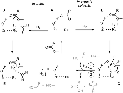 Heterogeneous and homogeneous catalysis for the hydrogenation of ...