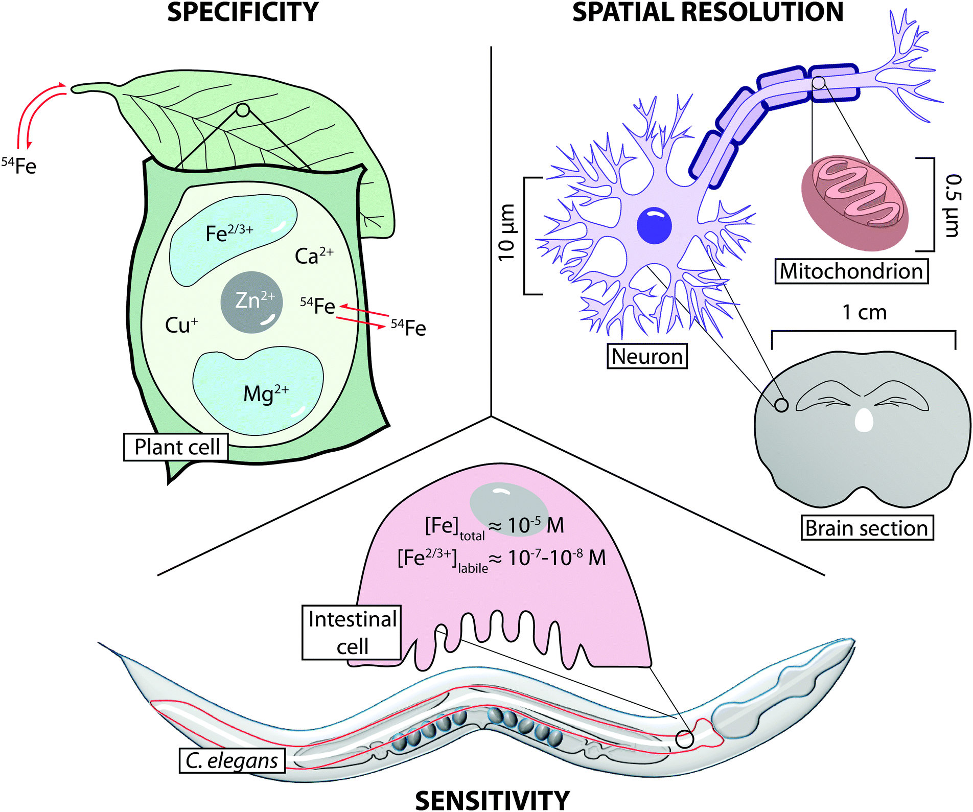 Definition Of Resolution In Biology