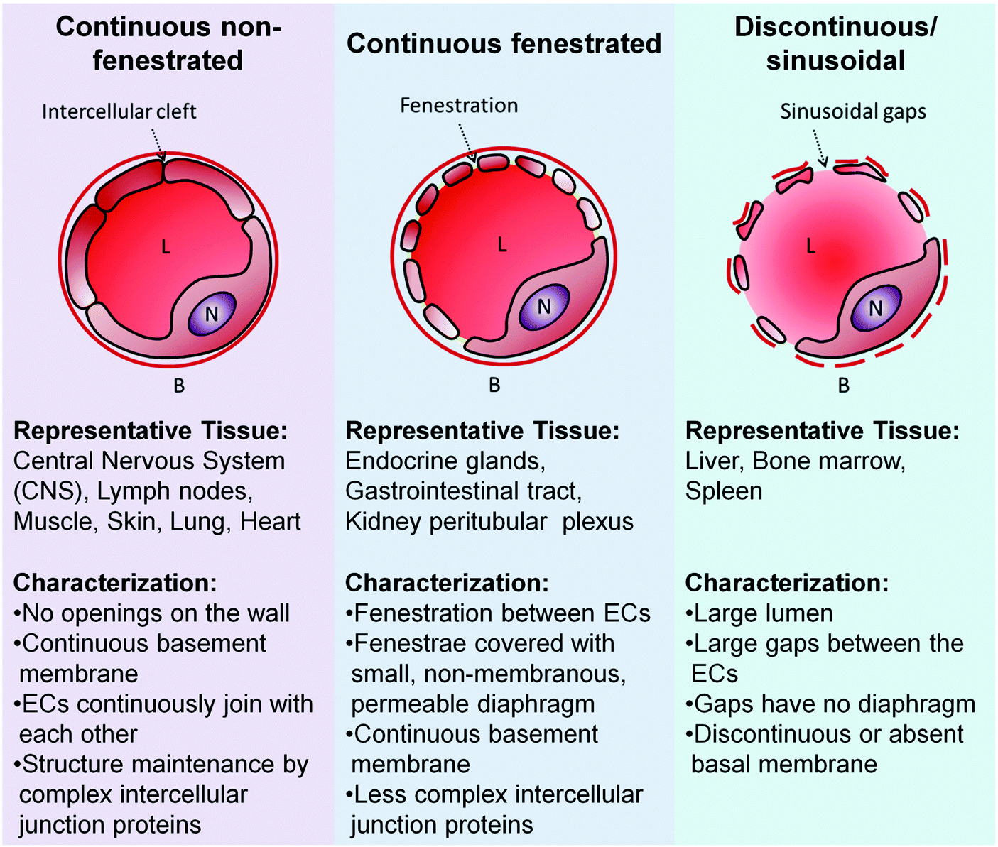 Understanding and exploiting nanoparticles' intimacy with the blood