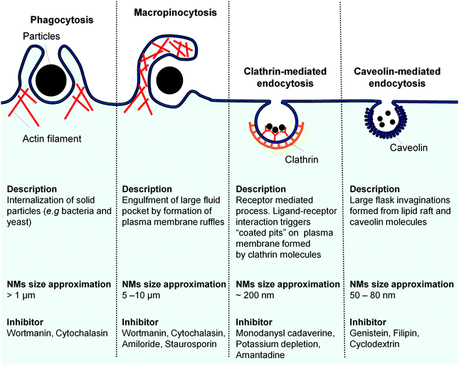 Understanding and exploiting nanoparticles' intimacy with the blood ...