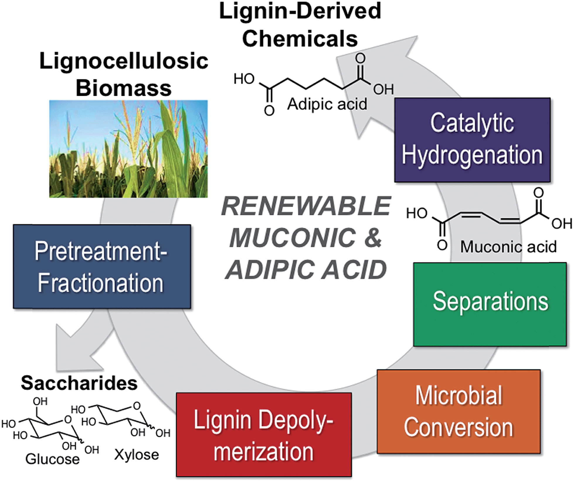 Adipic Acid Production From Lignin Energy Environmental Science Rsc Publishing