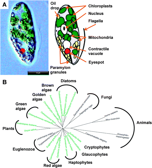 The transcriptome of Euglena gracilis reveals unexpected metabolic