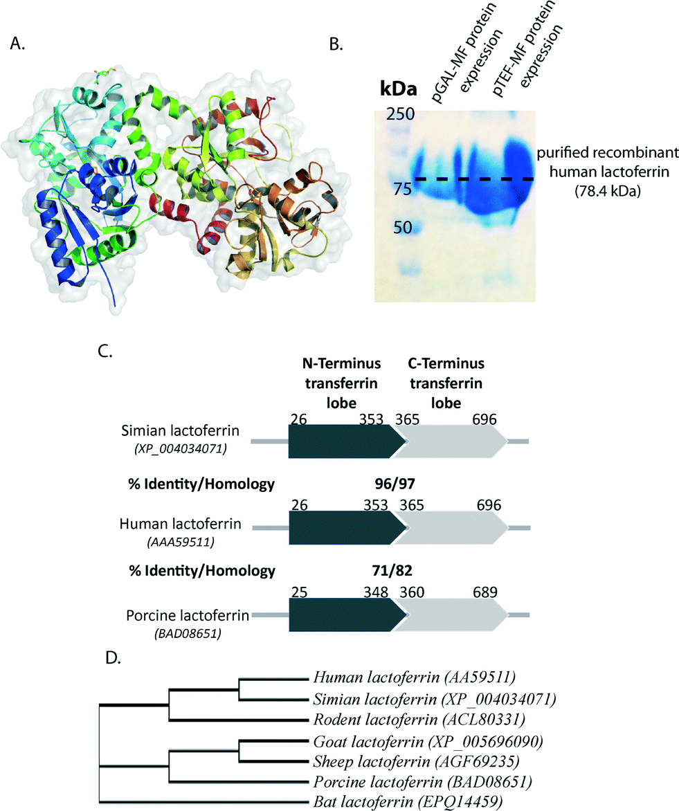 Matriximmobilized yeast for largescale production of