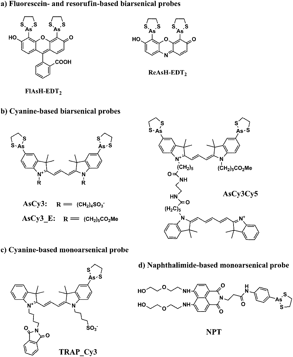 Therapeutic And Analytical Applications Of Arsenic Binding To Proteins ...