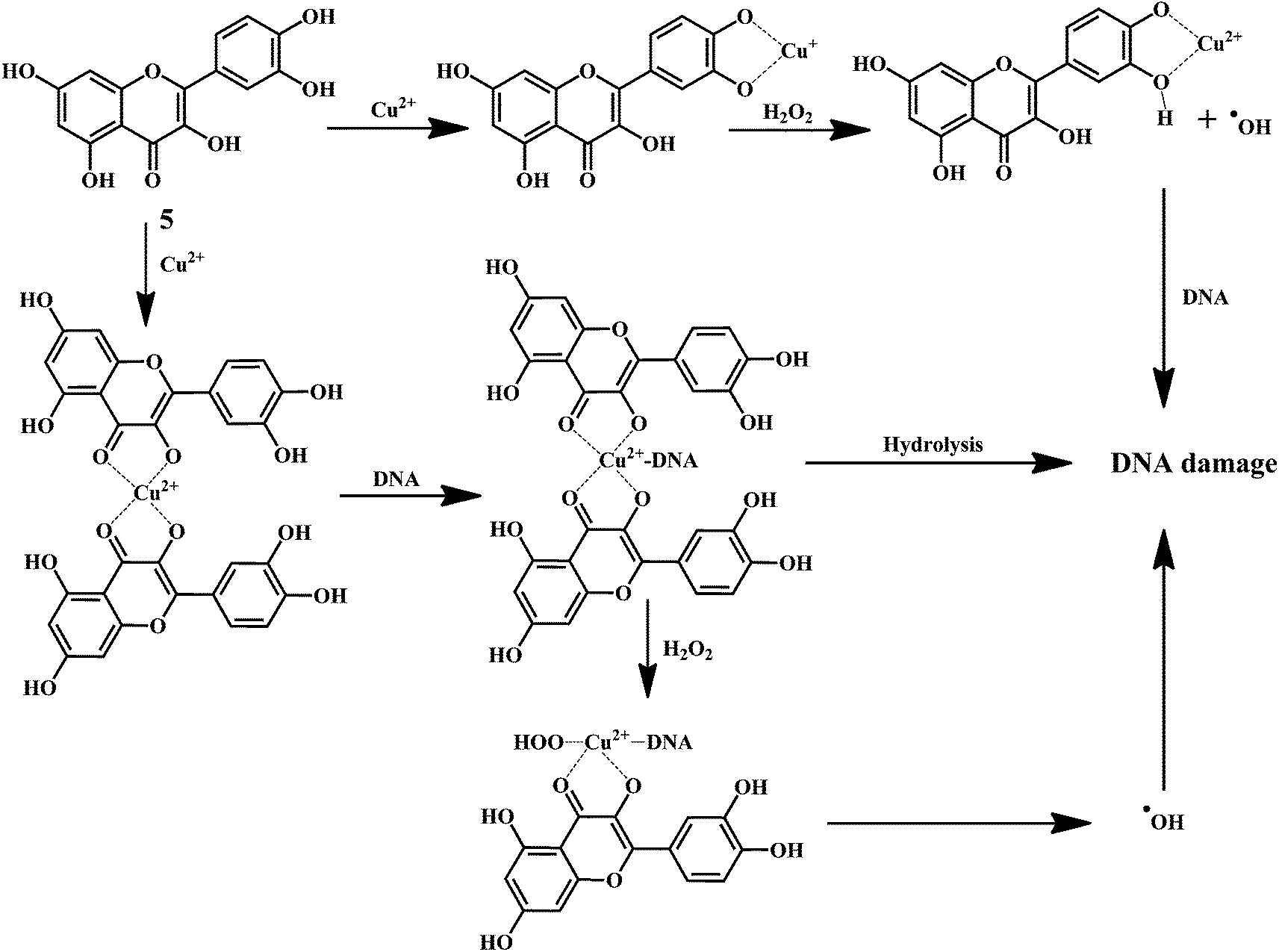 Dna damage. Антиоксиданты формула. Амидо черный краситель. Цитохром c и супероксид. Copper Complex Compounds.