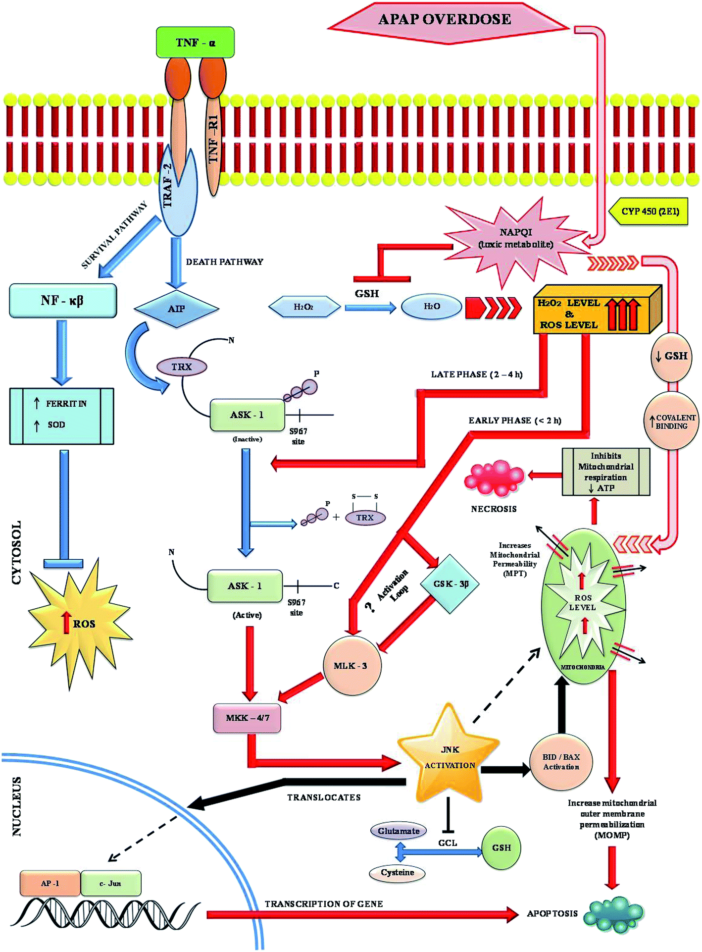 Pathways involved in acetaminophen hepatotoxicity with specific targets for  inhibition/downregulation - RSC Advances (RSC Publishing)