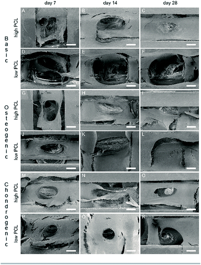 Influence of PCL molecular weight on mesenchymal stromal cell ...