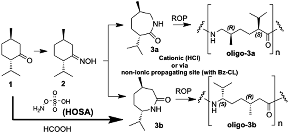 New insights into synthesis and oligomerization of ε-lactams derived from  the terpenoid ketone (−)-menthone - RSC Advances (RSC Publishing)