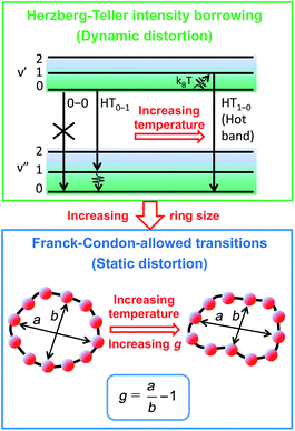 Ultrafast delocalization of excitation in synthetic light-harvesting ...