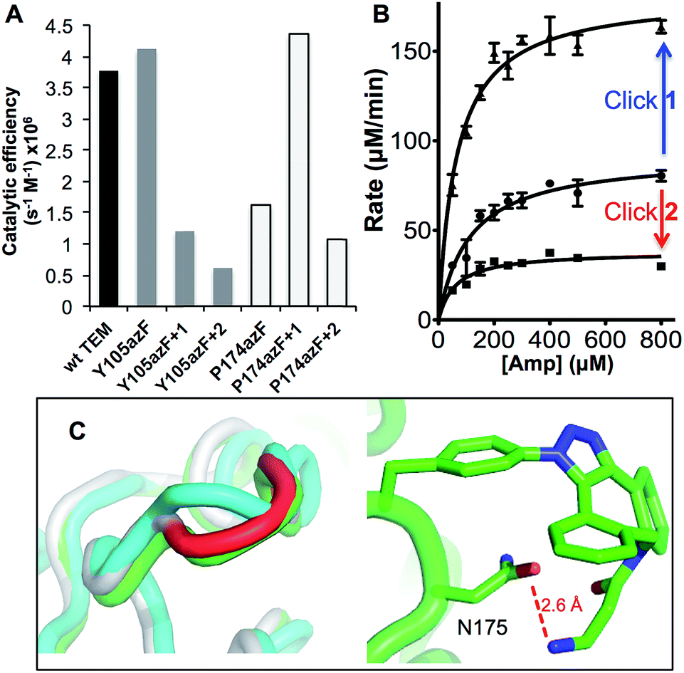 Functional modulation and directed assembly of an enzyme through ...